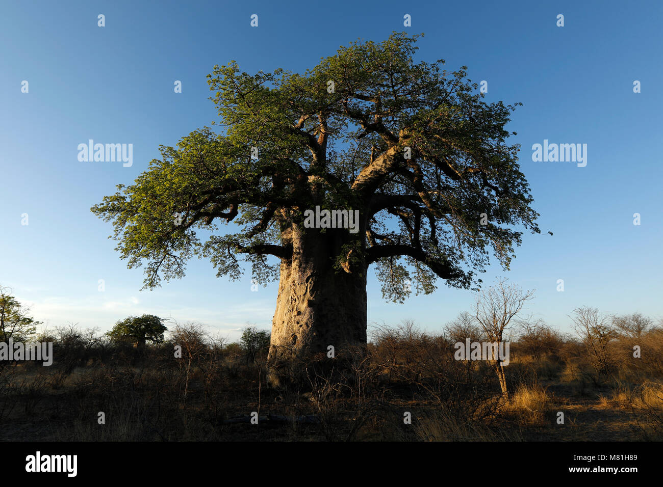 A baobab tree at dusk Stock Photo