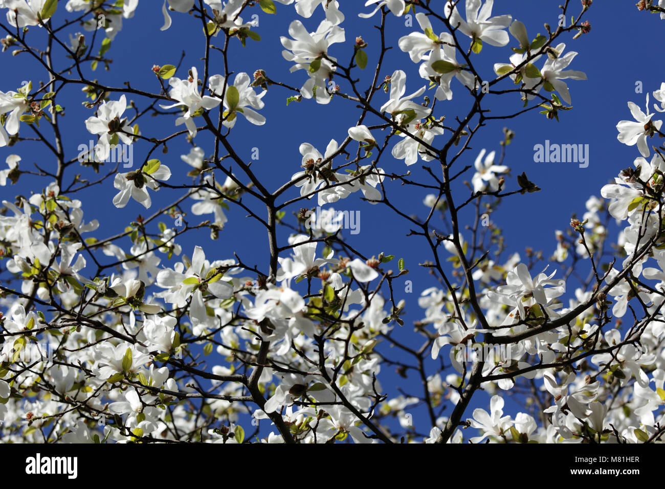 Branches of blooming magnolia tree against blue sky Stock Photo - Alamy