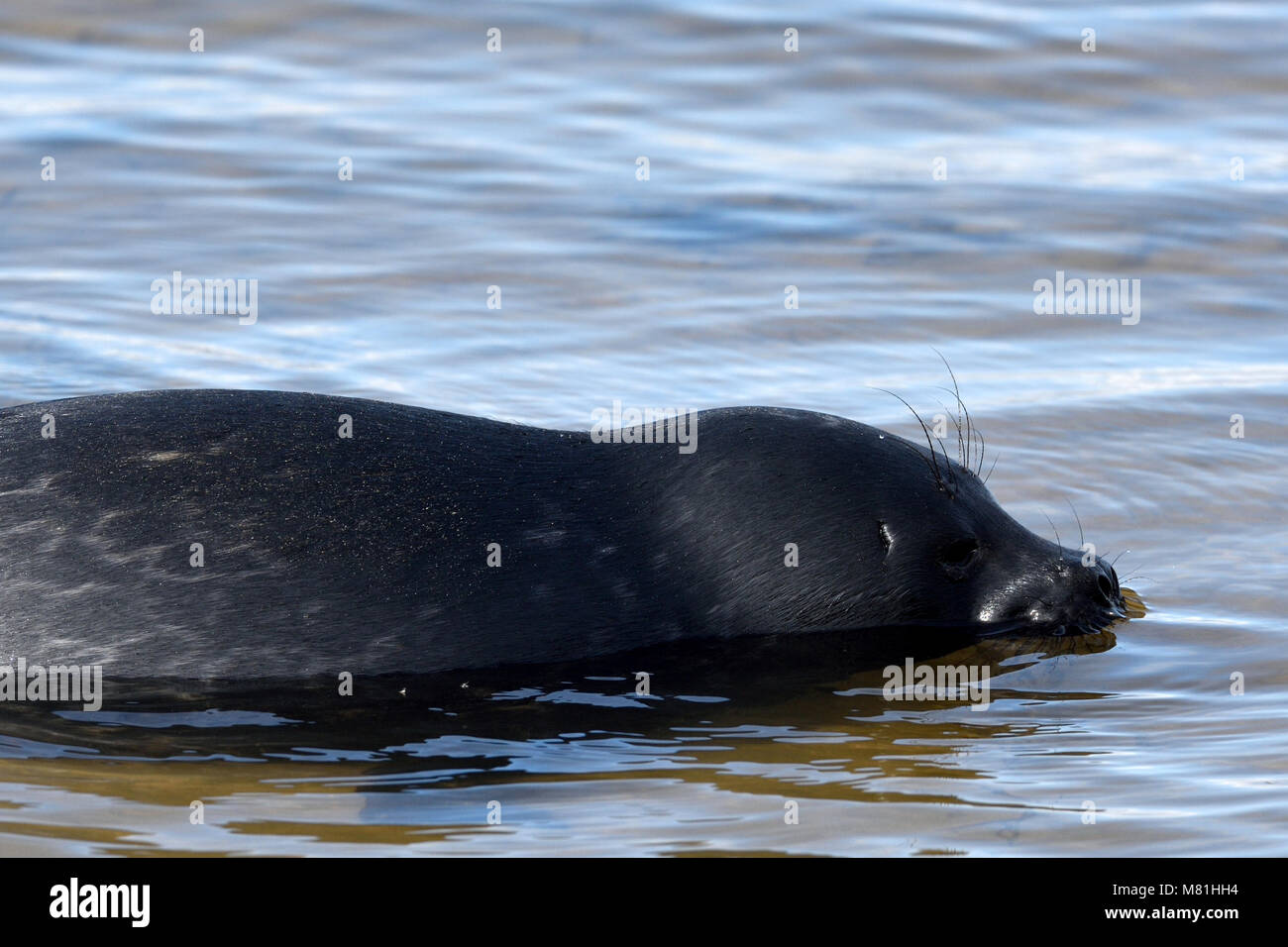 Ladoga ringed seal in the lake Ladoga near Valaam island Stock Photo