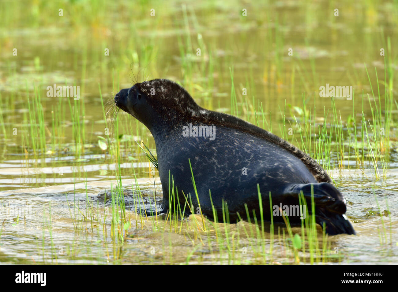 Ladoga ringed seal in the lake Ladoga near Valaam island Stock Photo