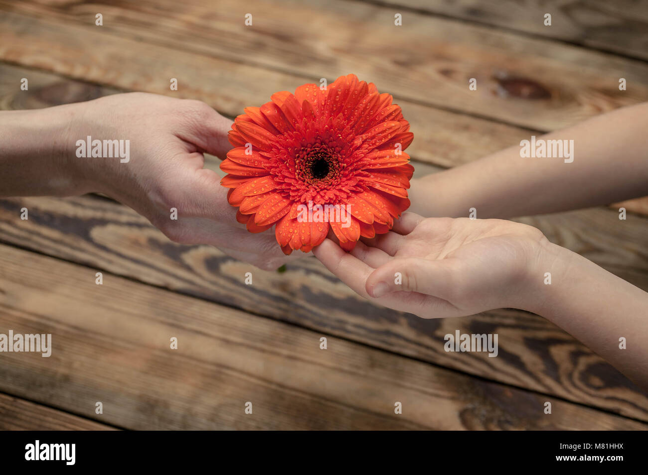 The girl gives to mother a flower. Concept Mother's Day. Female and children's hands on a wooden background Stock Photo