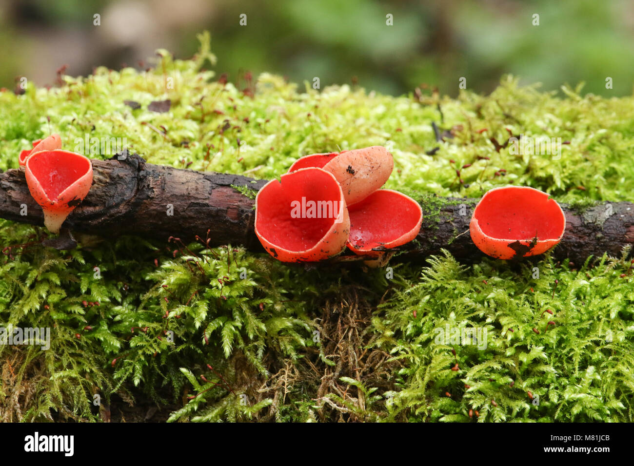 A small group of  Scarlet Elfcup (Sarcoscypha austriacaor) Ruby Elfcup (Sarcoscypha coccinea) growing out of a decaying log amongst a mound of moss. Stock Photo