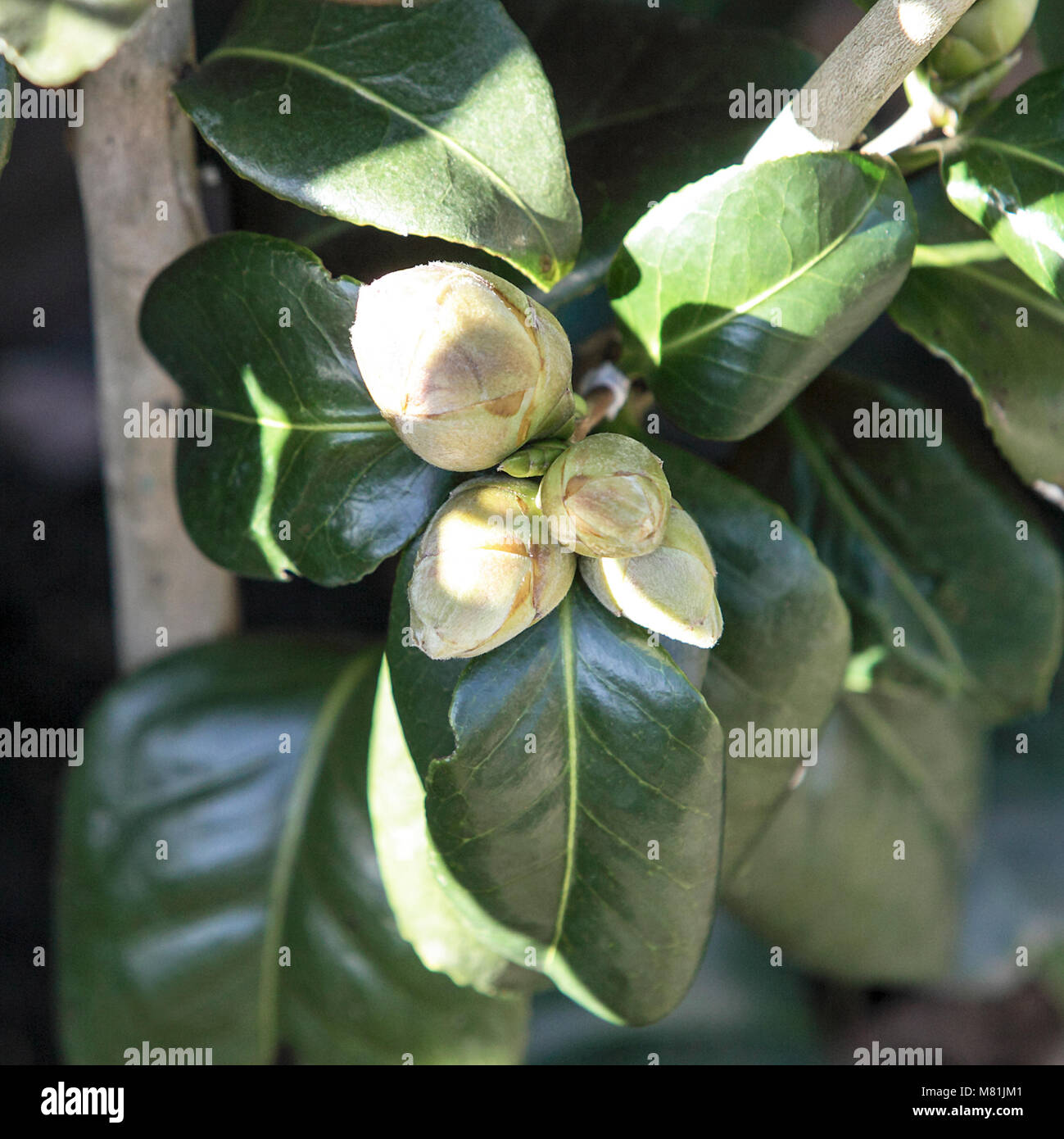 One of (30) images in this set related to plant-life, road signs, internet, spring flora, rhododendrons and calor gas tank in Acton Burnell. Stock Photo