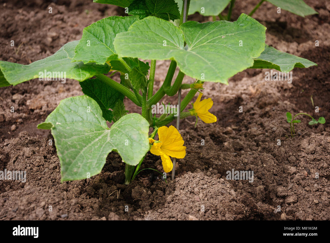 Flowering cucumbers in the greenhouse Stock Photo