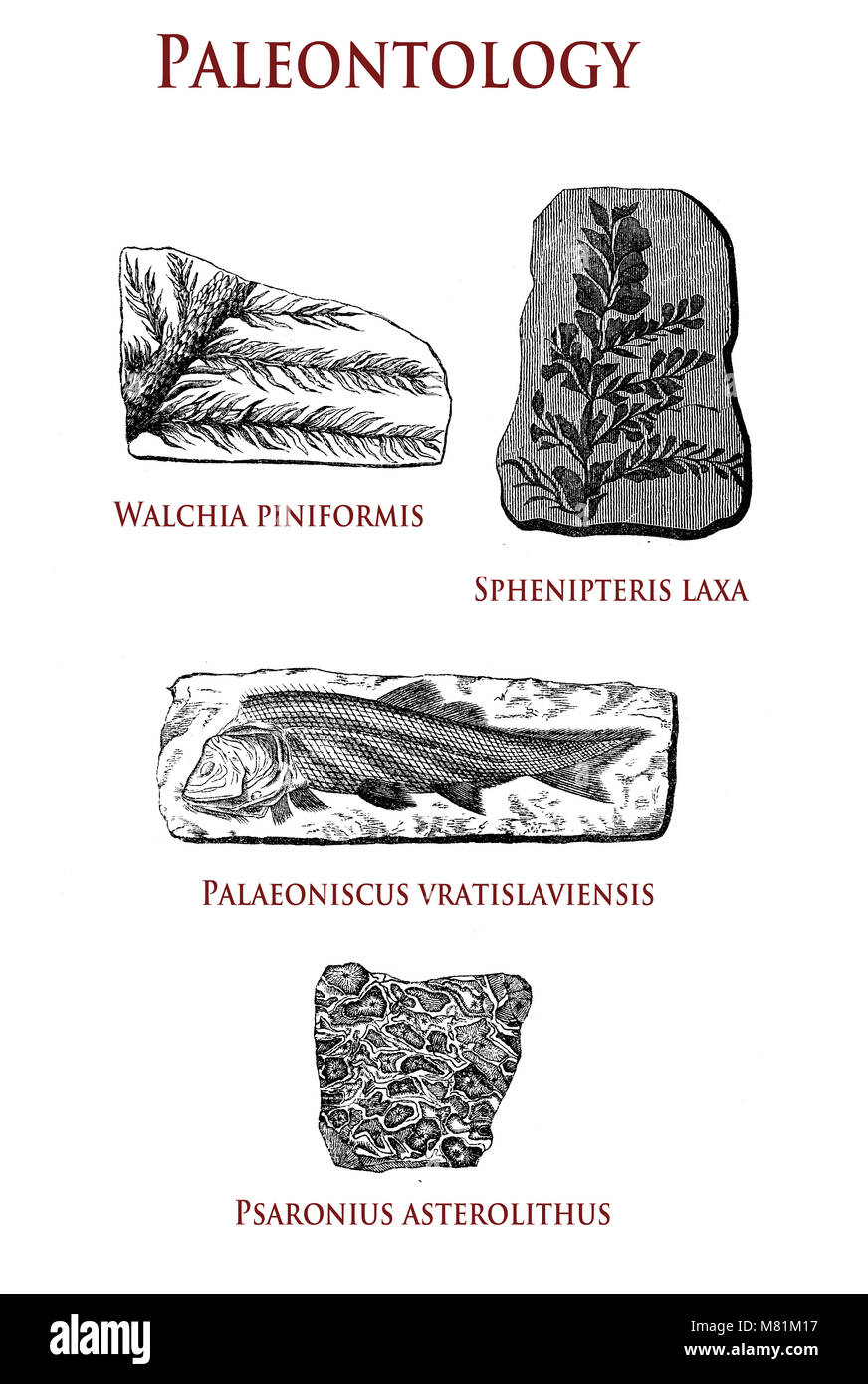 vintage paleontology  illustration of fossilized plants and animals: walchia piniformis, sphenipterix laxa, palaeoniscus vratislaviensis and pasaronius asterolithus Stock Photo