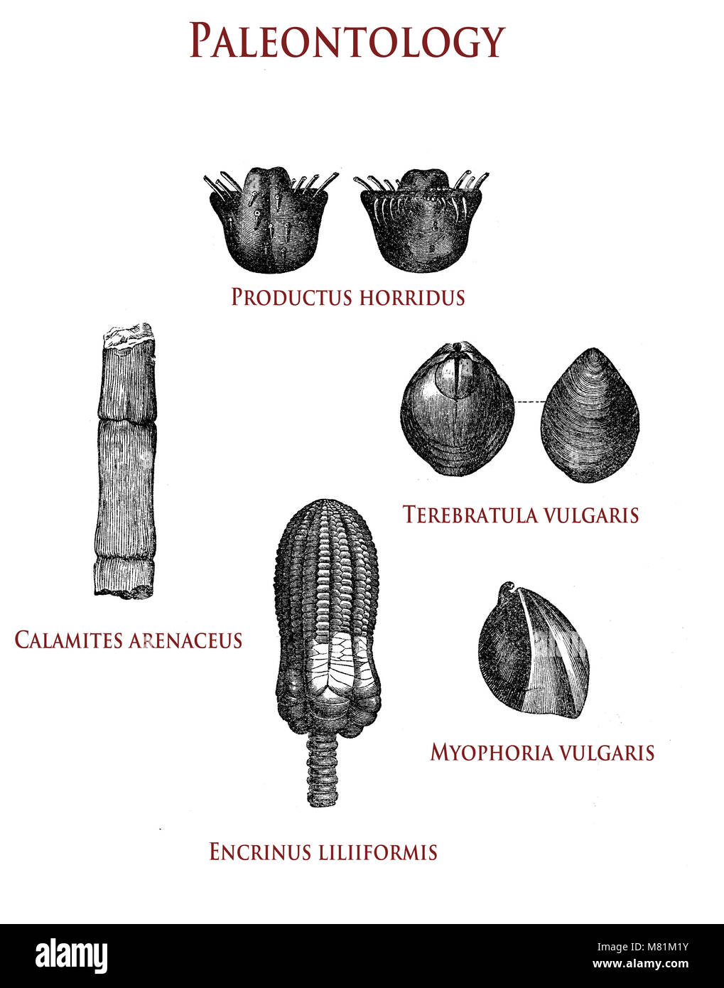 vintage illustration of paleontology fossilized plant and shells: productus horridus, calamites arenaceus, terebratula vulgaris, myophoria vulgaris and encrinus liliiformis Stock Photo