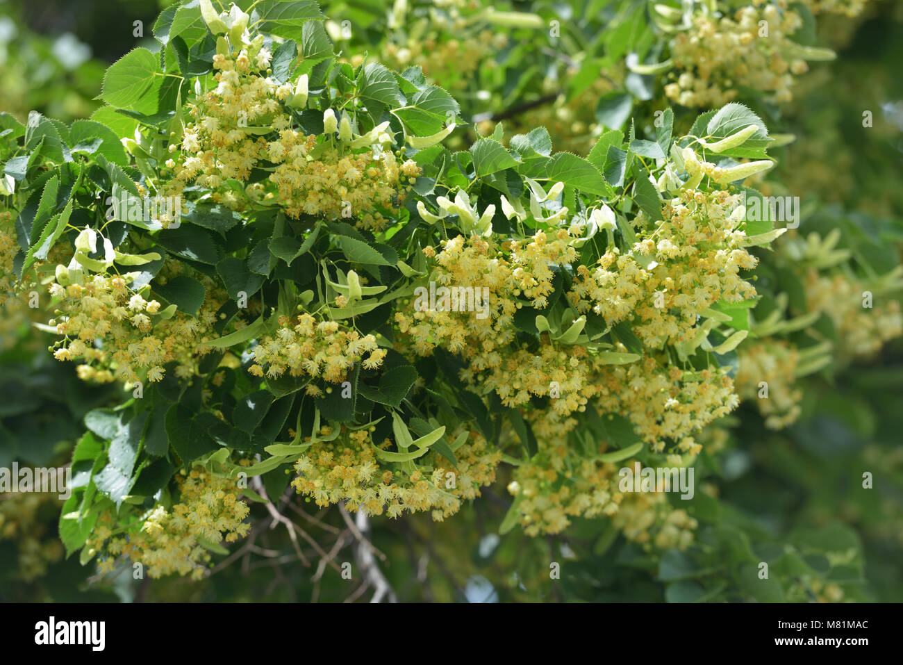 Flowers of Smallleaved Lime Stock Photo Alamy