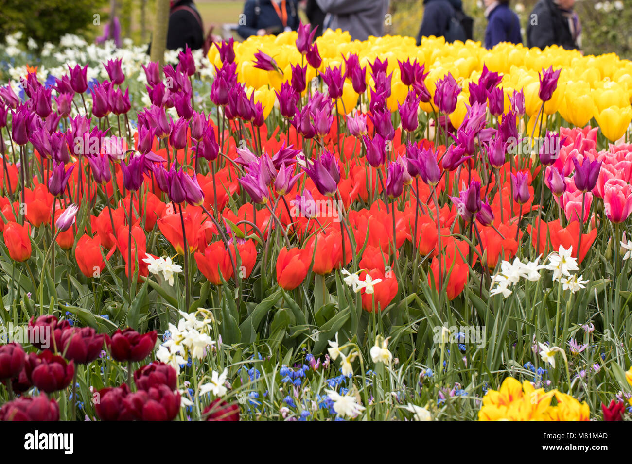 colorful tulips and daffodils blooming in a garden Stock Photo - Alamy
