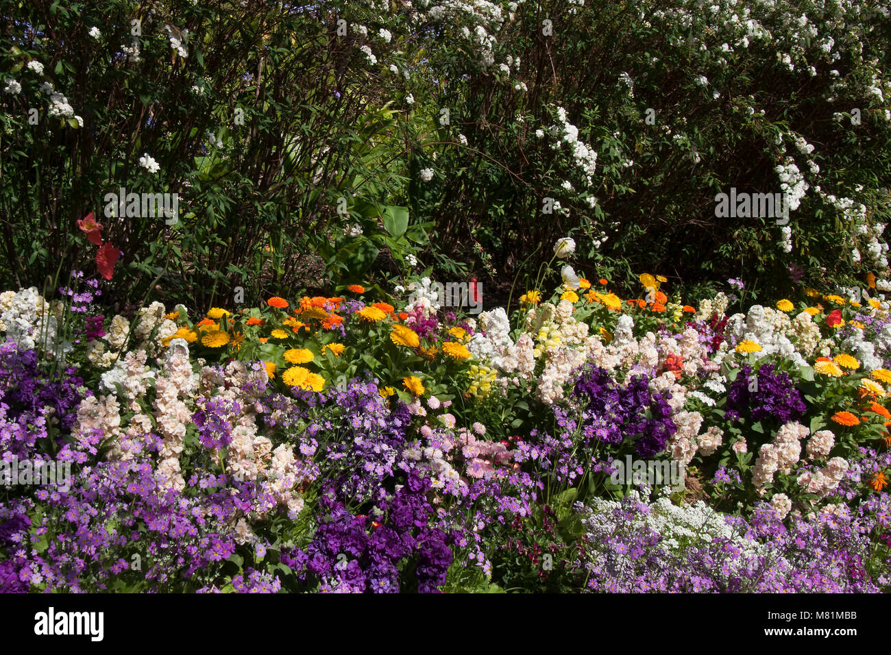 Sydney Australia, garden bed of spring flowers and may bush hedge Stock Photo