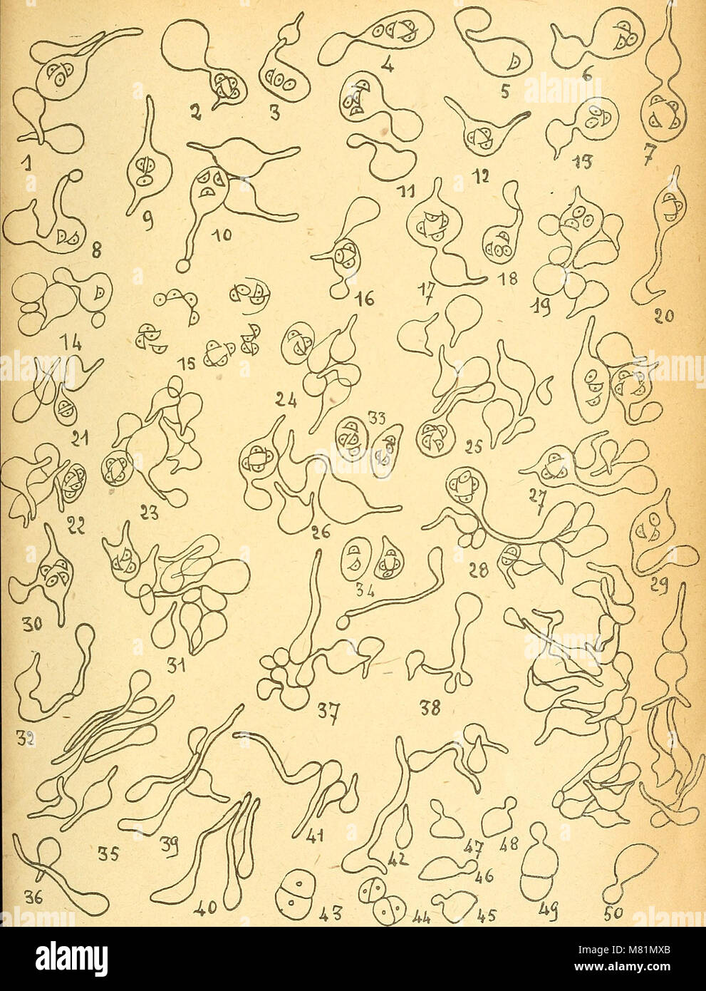 Bulletin trimestriel de la Société mycologique de France (19241999.) (20316706640 Stock Photo
