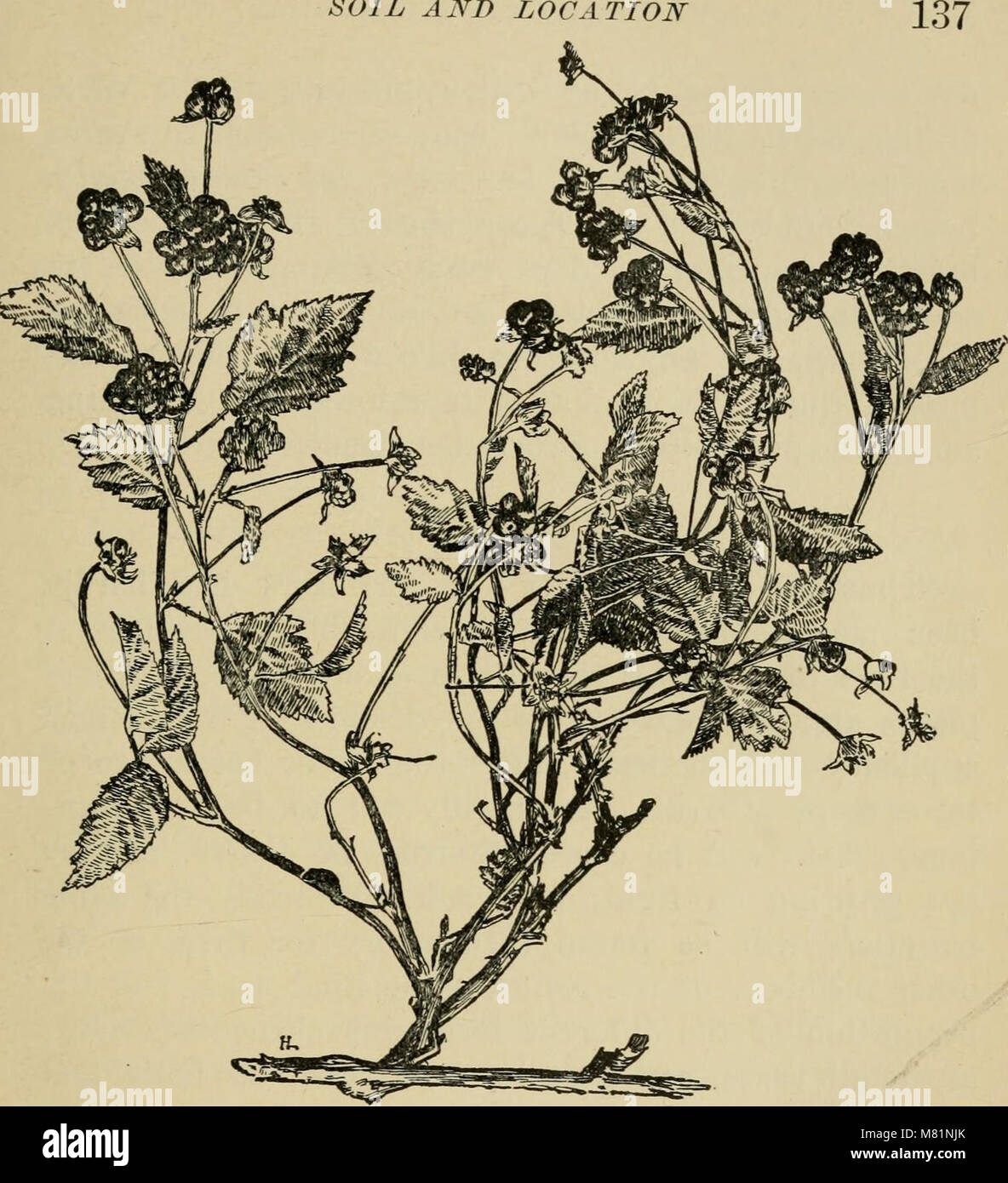 Bushfruits; a horticultural monograph of raspberries, blackberries