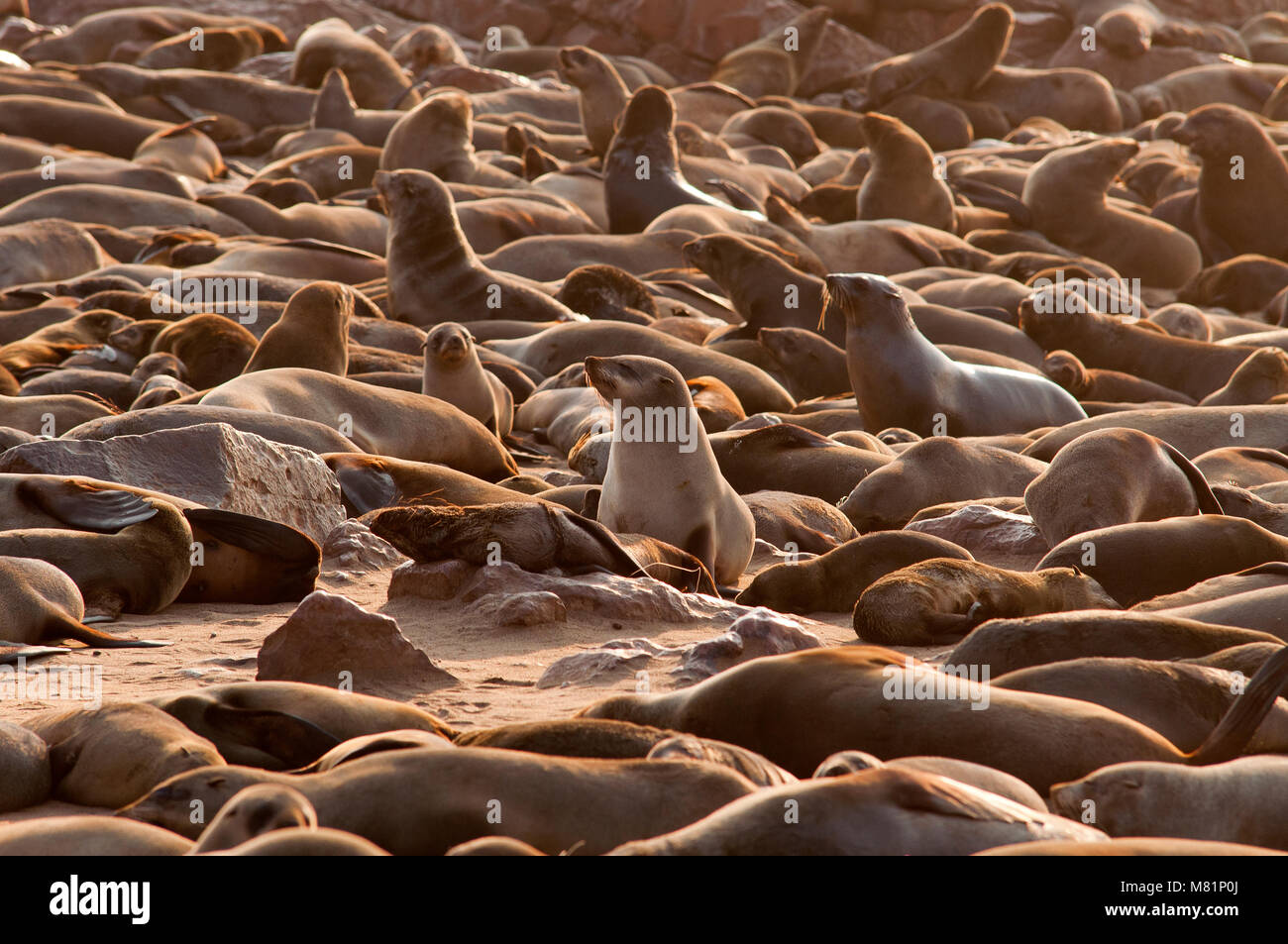 Cape Cross seal colony in the Westcoast Recreational Area, Namibia Stock Photo