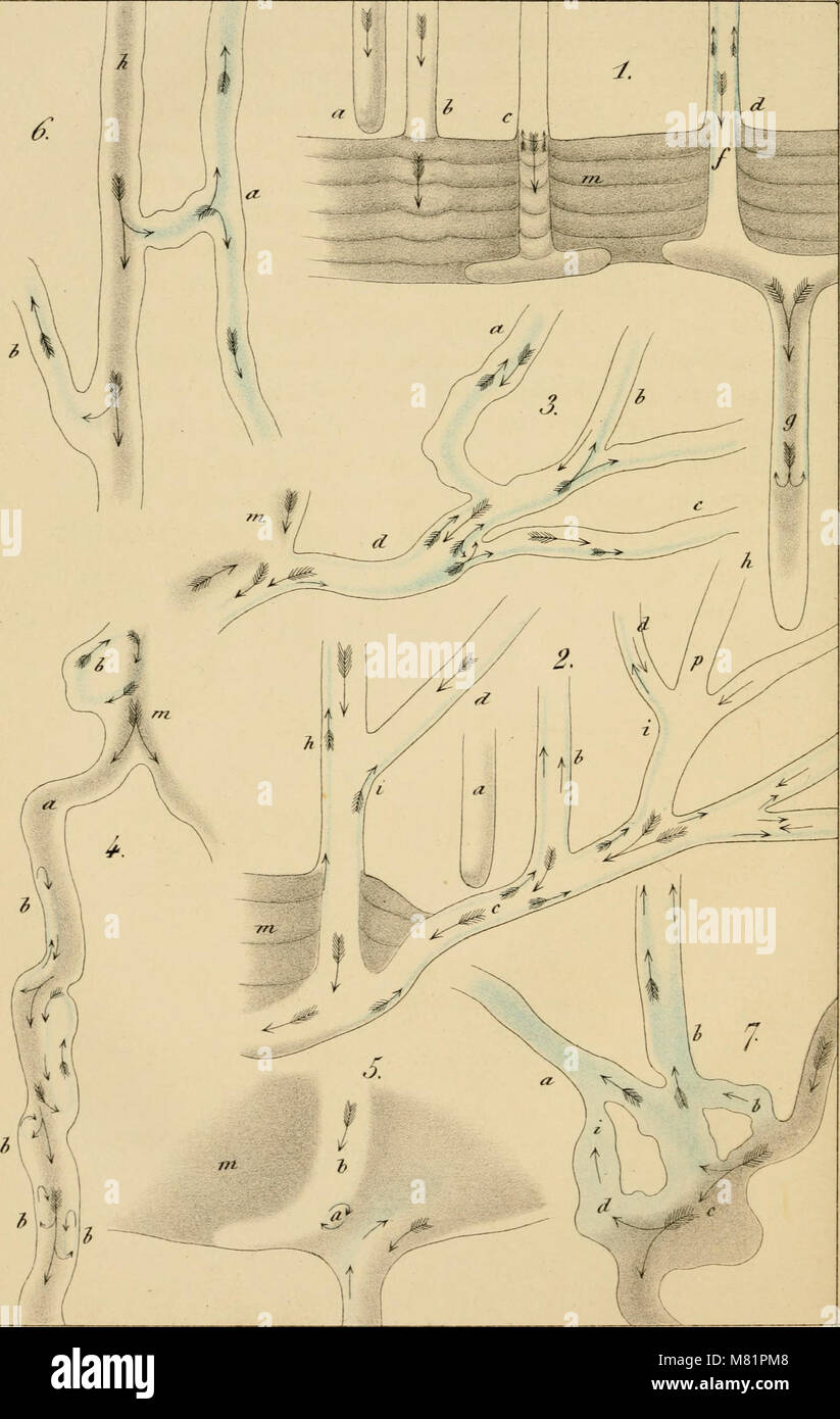 Bulletins de la Société royale de botanique de Belgique (1864