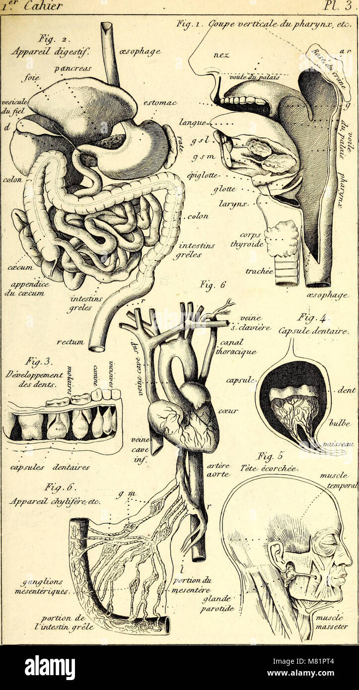 Cahiers d'histoire naturelle : a l'usage des colléges, des institutions  religieuses et des écoles normales primaires. Zoology. App are^L d& l(p  dî$e<f do tv .. Please note that these images are