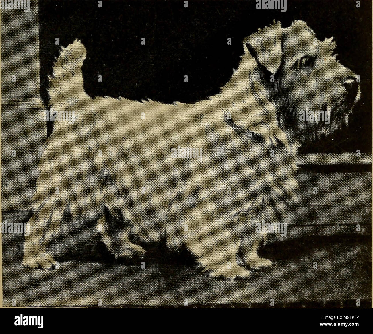 Sealyham terriers hi-res stock photography and images - Alamy Sealyham terriers hi-res stock photography and images - Alamy