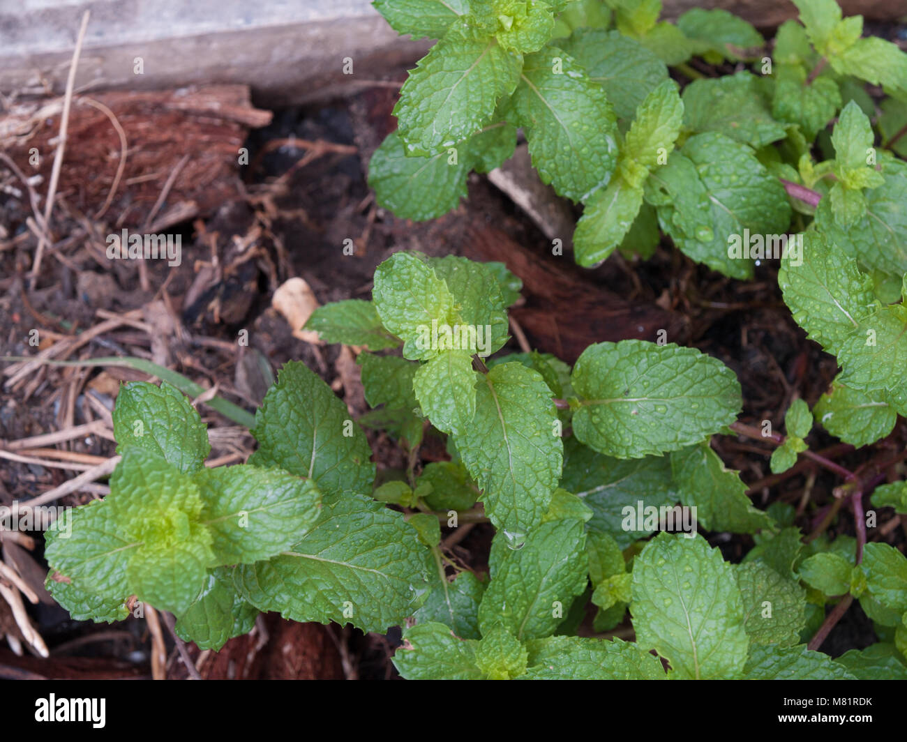 Perennial Herb In The Mint Family High Resolution Stock Photography and