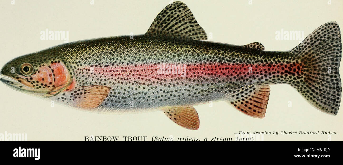 California Fish and Game publishes studies on the state's wildlife ...