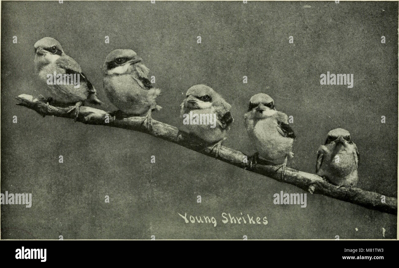 This 1911 work presents a series of photographic studies on wild birds ...