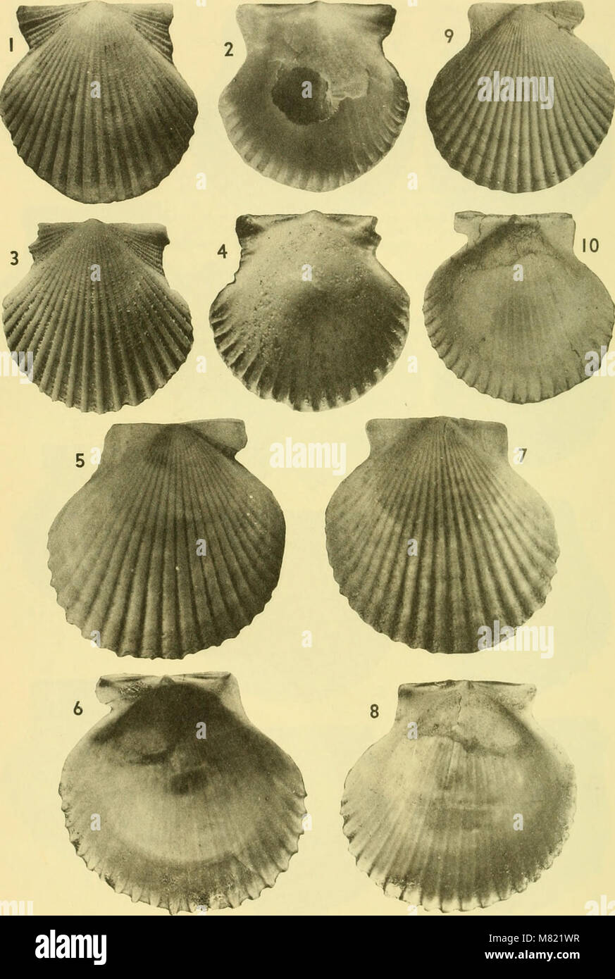 The 'Bulletins of American Paleontology' (1964) publishes research on ...