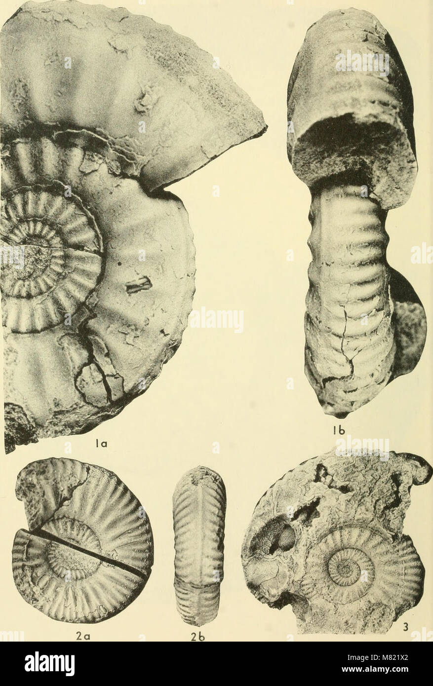 The *Bulletins of American Paleontology* (1964) are research ...