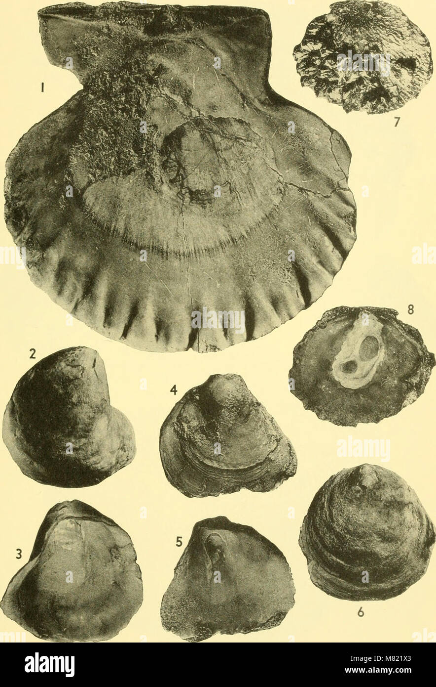 The 1964 edition of the Bulletins of American Paleontology includes ...