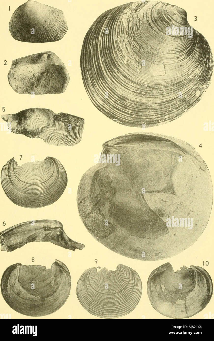 Bulletins of American paleontology (1964) (19881617433 Stock Photo - Alamy