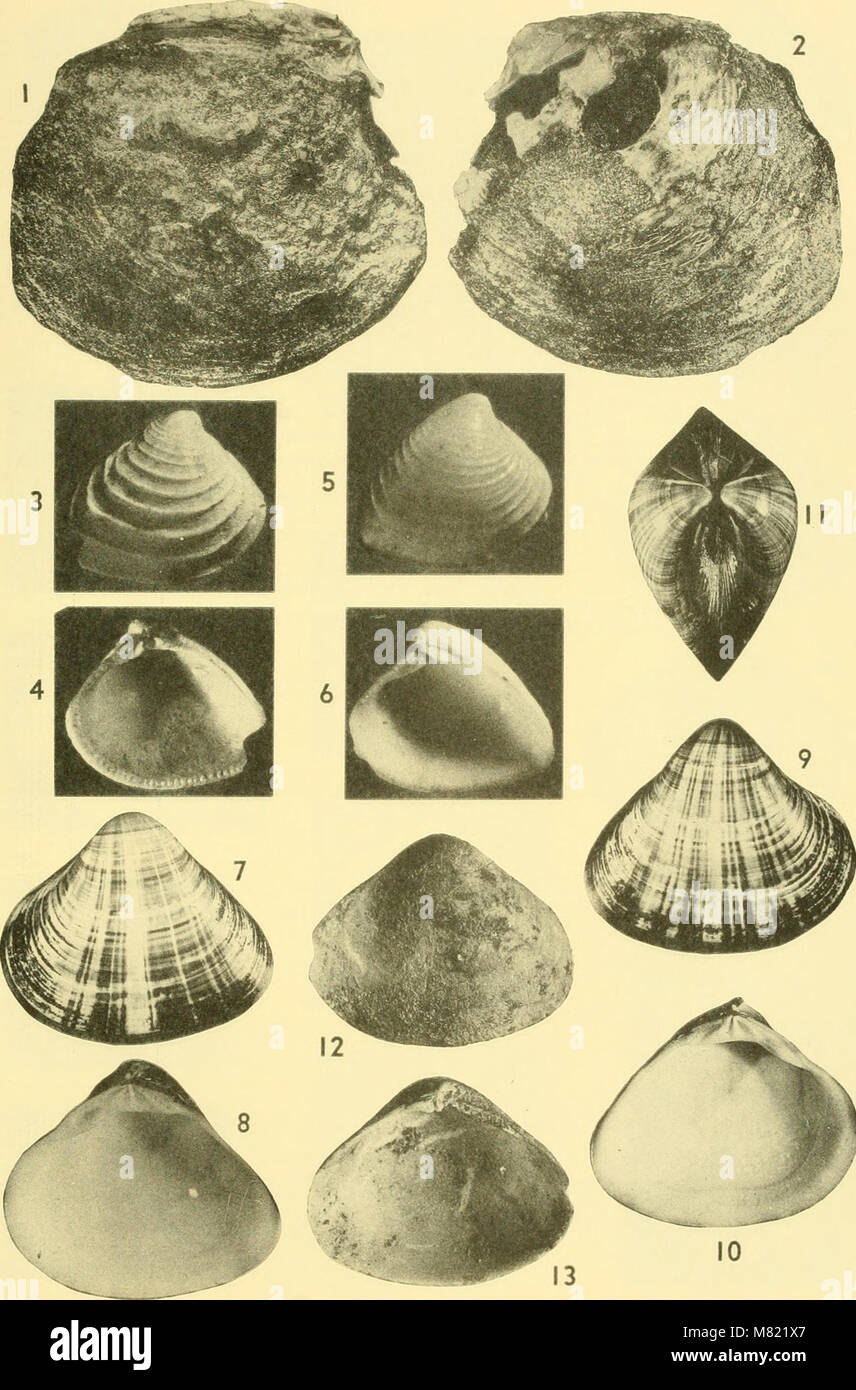 The 1964 Bulletins of American Paleontology publishes research on ...