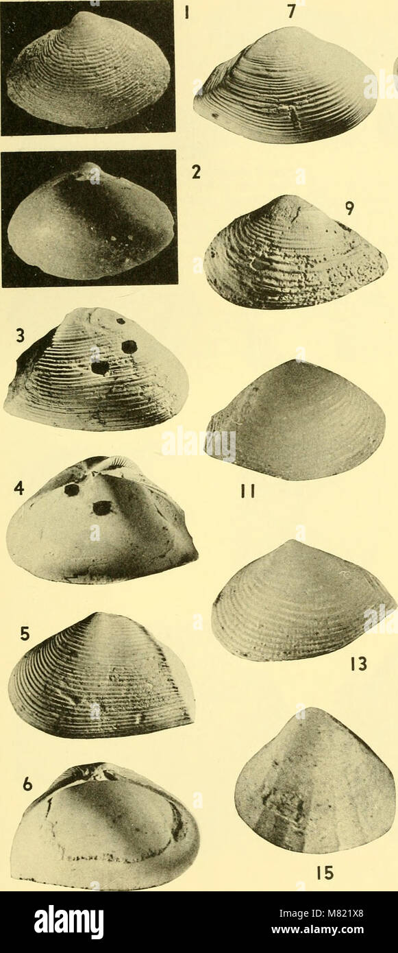 The 1964 Bulletins of American Paleontology includes articles and ...