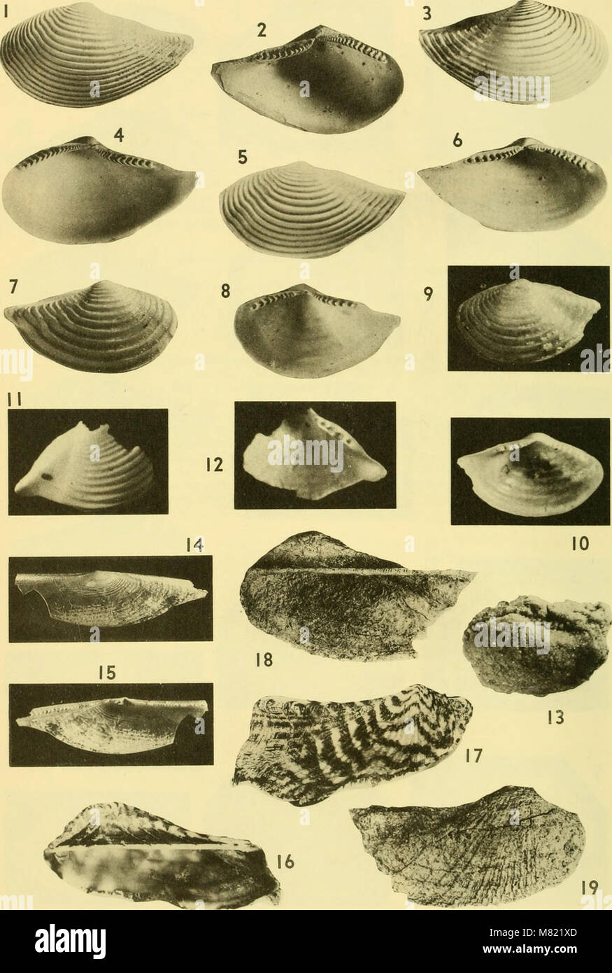 The 1964 Bulletins of American Paleontology presents research on ...