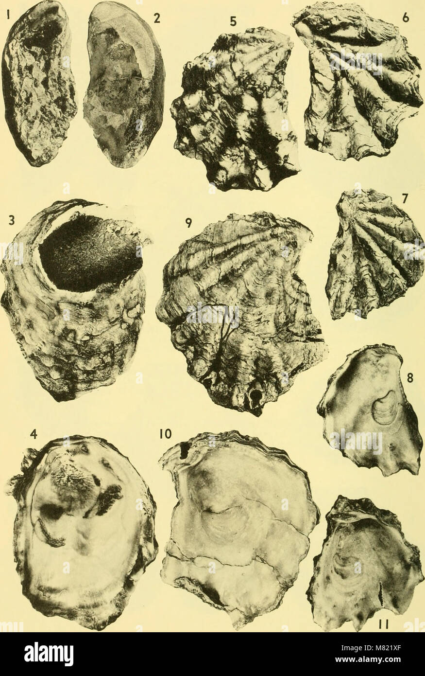 The Bulletins of American Paleontology (1964) provide detailed ...