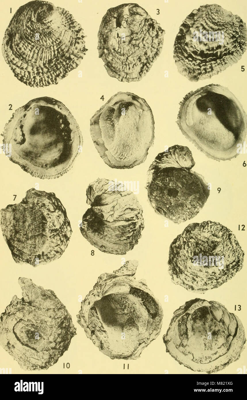 The 1964 Bulletins of American Paleontology includes research articles ...