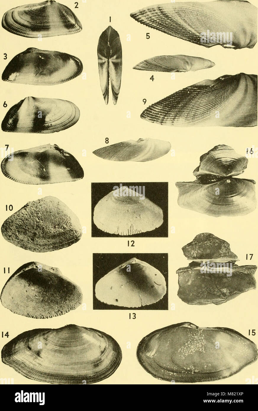 The 1964 edition of the Bulletins of American Paleontology includes a ...