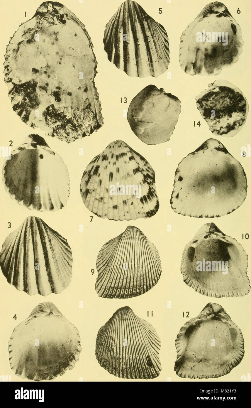 'Bulletins of American Paleontology' (1964) publishes research on ...