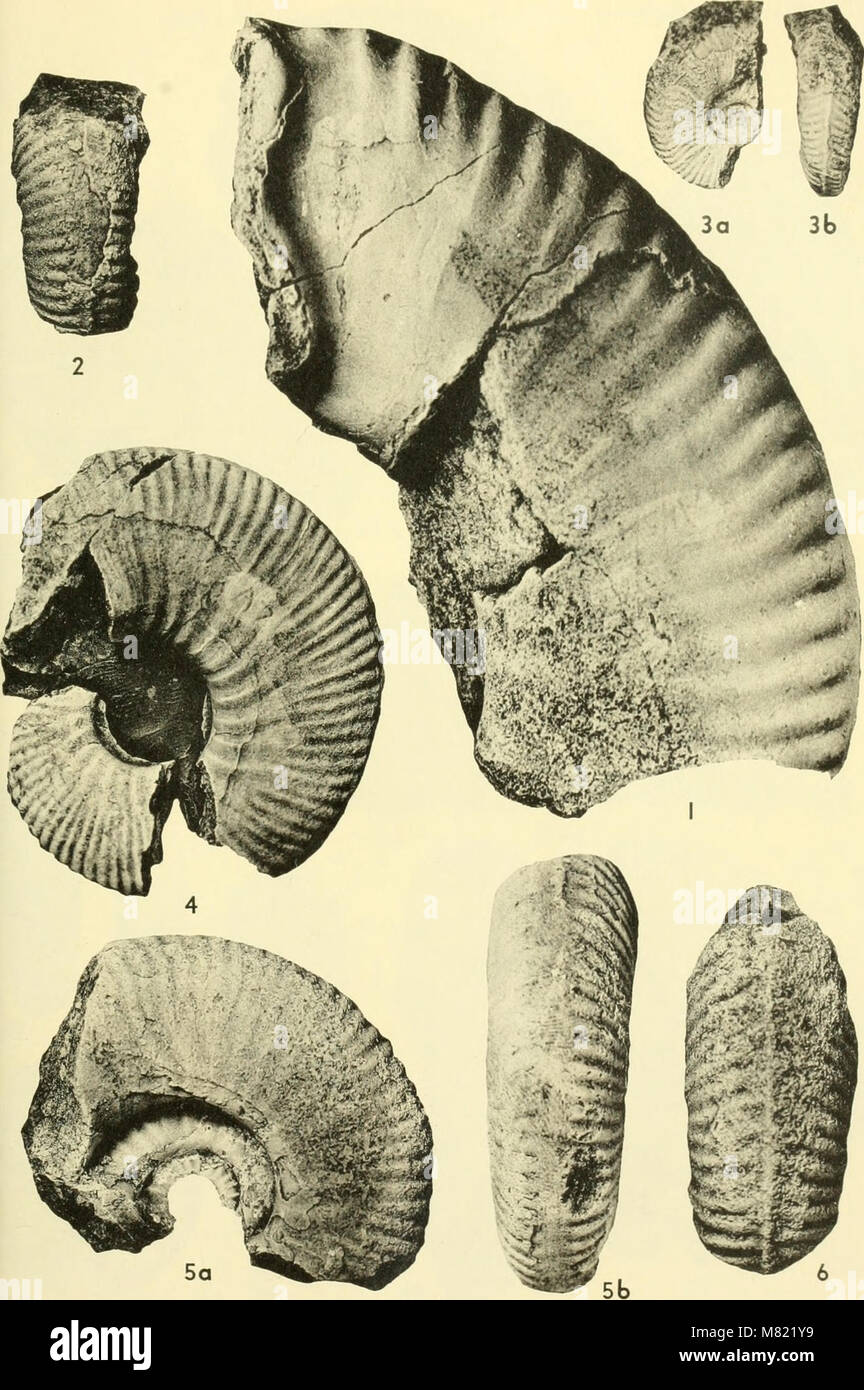 Bulletins of American paleontology (1964) (20316147790 Stock Photo - Alamy