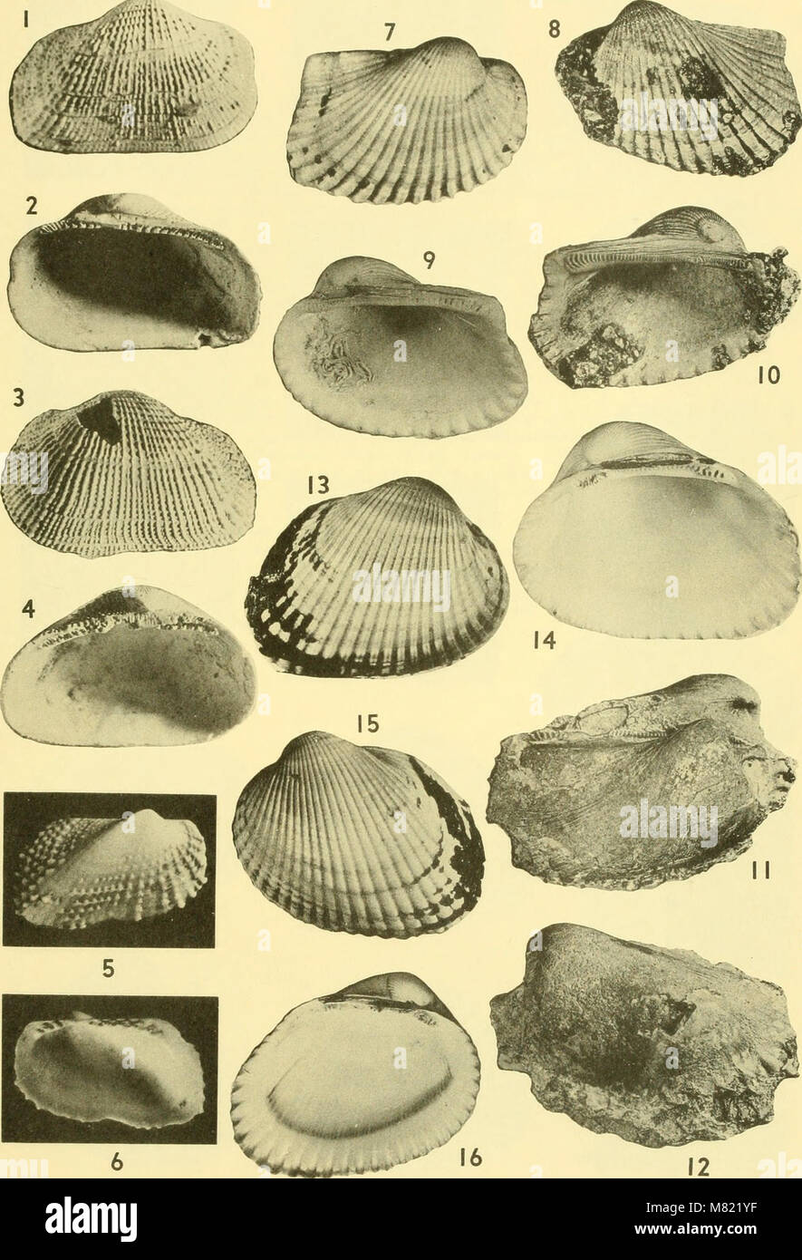 The 'Bulletins of American Paleontology' from 1964 includes studies and ...