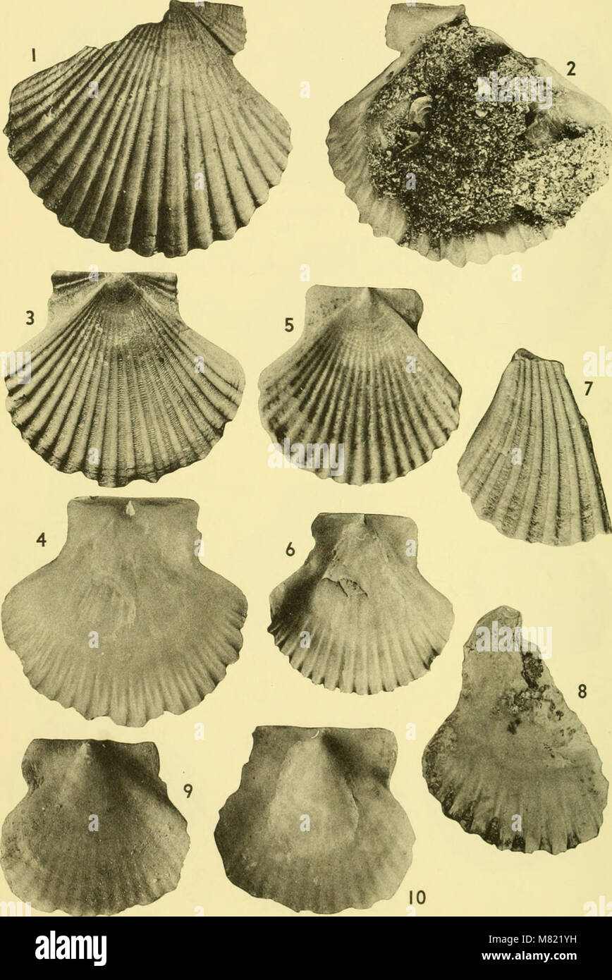 The 'Bulletins of American Paleontology' (1964) is a scholarly journal ...