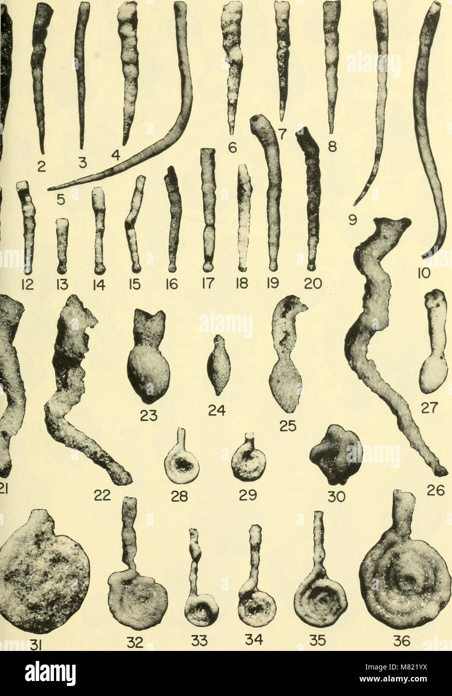 The 'Bulletins of American Paleontology' (1964) covers research on ...