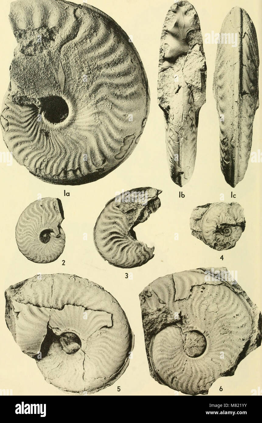 Bulletins of American paleontology (1964) (20478036036 Stock Photo - Alamy