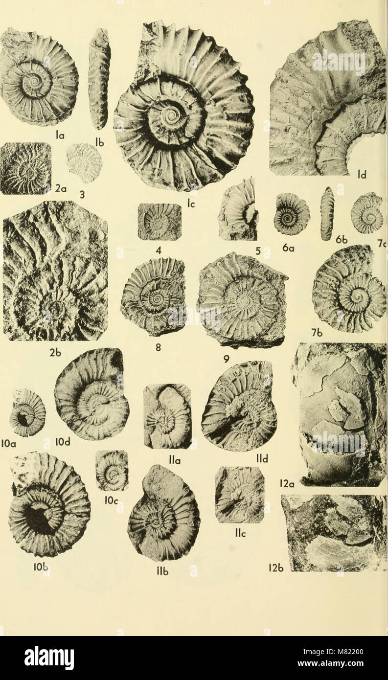 Bulletins of American paleontology (1964) (20478048926 Stock Photo - Alamy