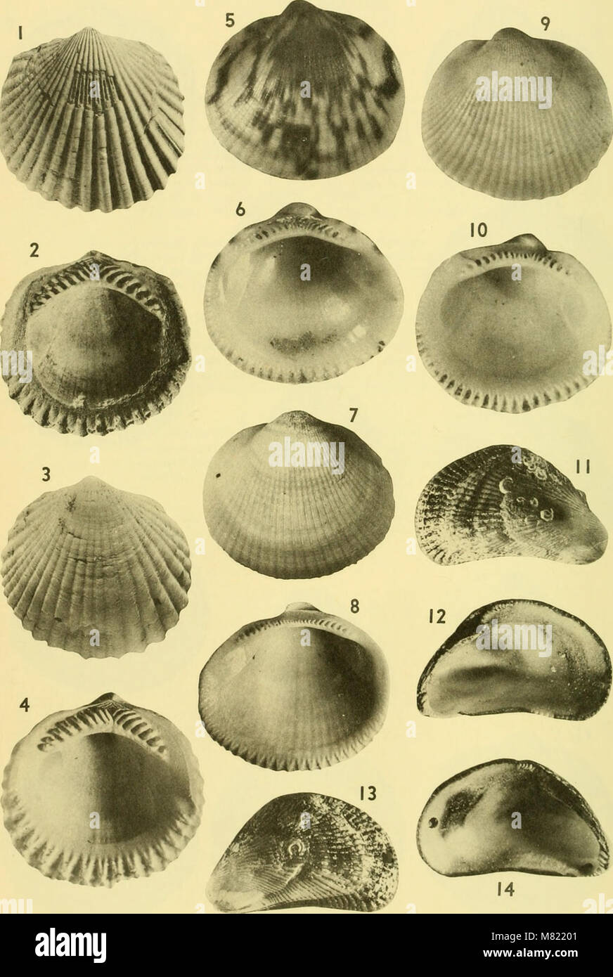 The Bulletin of American Paleontology from 1964 publishes research on ...