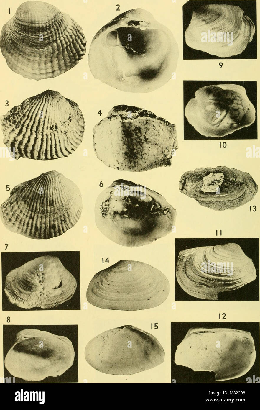 Bulletins of American paleontology (1964) (20493767872 Stock Photo - Alamy