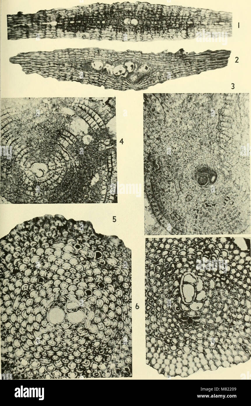 The 1964 Bulletins of American Paleontology presents research on fossil ...