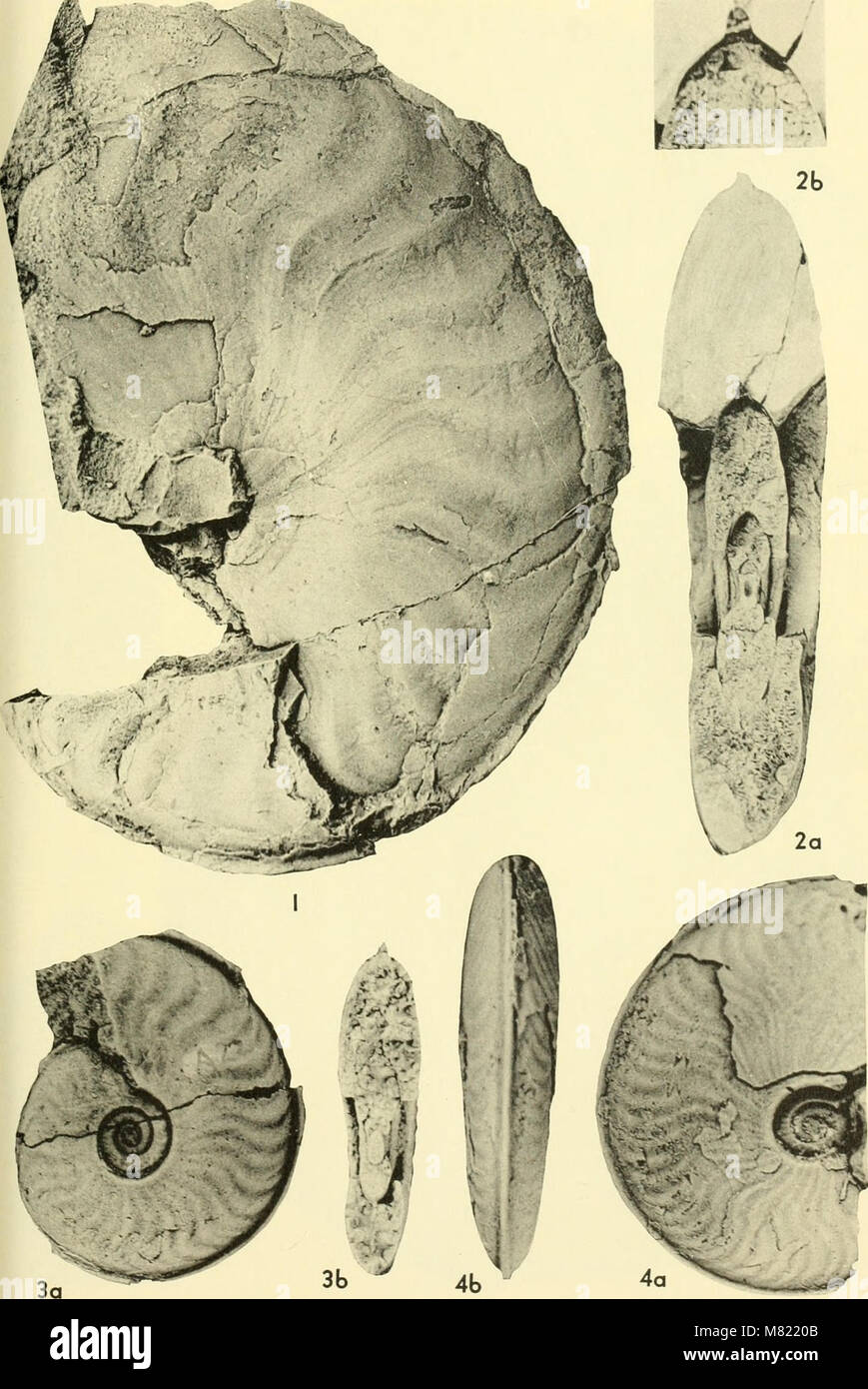 The Bulletins of American Paleontology (1964) feature paleontological ...