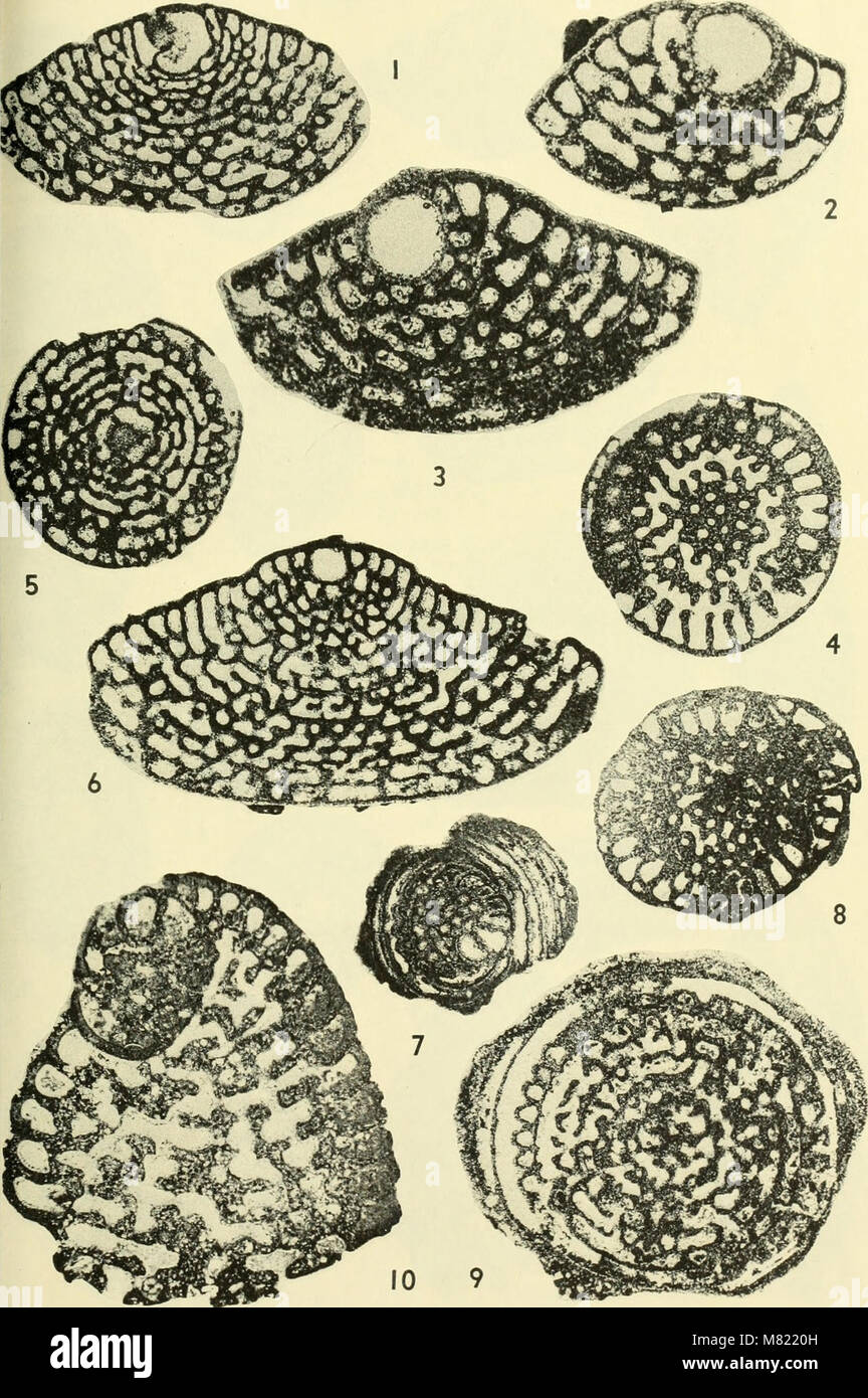 Bulletins of American paleontology (1964) (20503716135 Stock Photo - Alamy