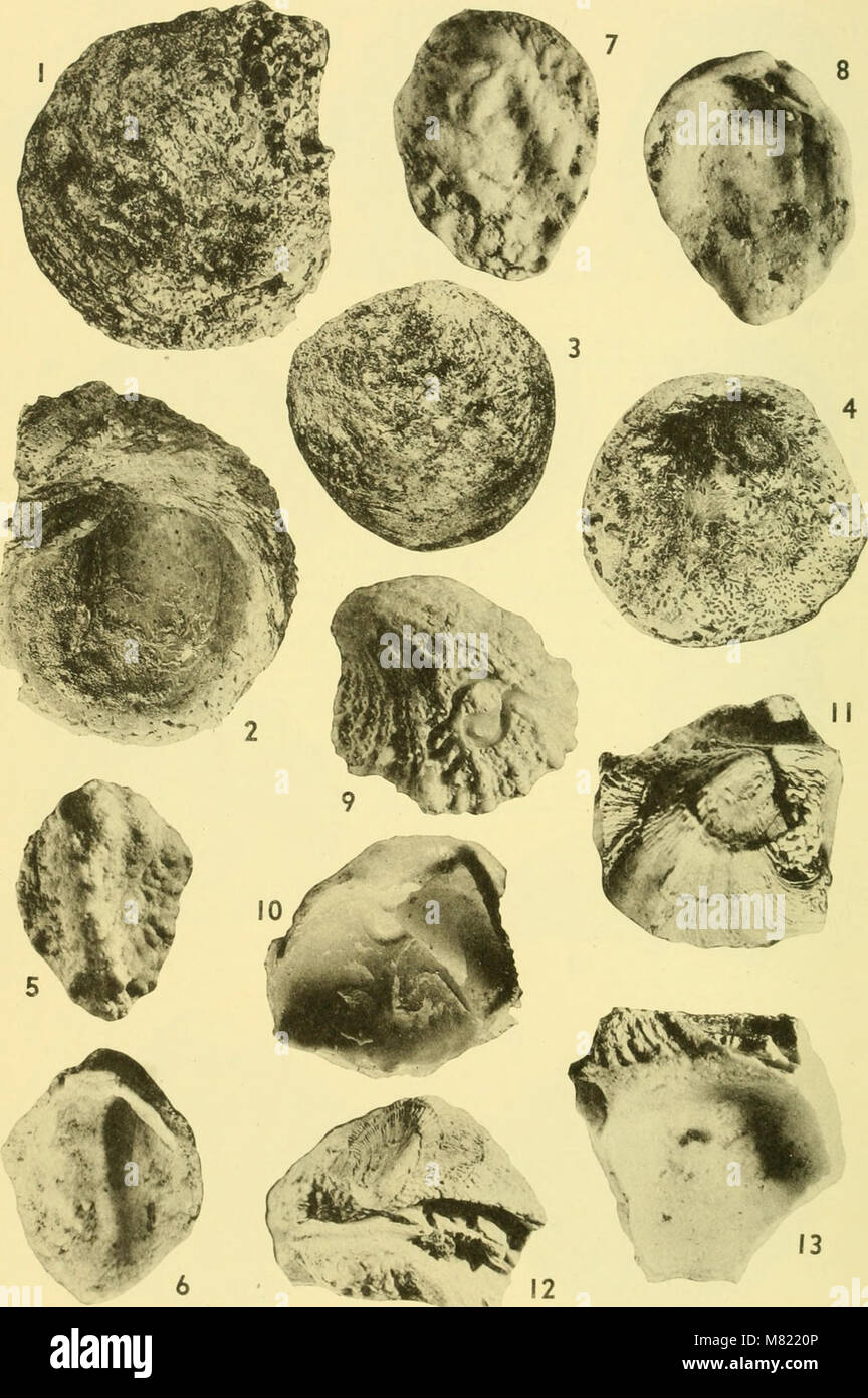 Bulletins of American paleontology (1964) (20508852321 Stock Photo - Alamy