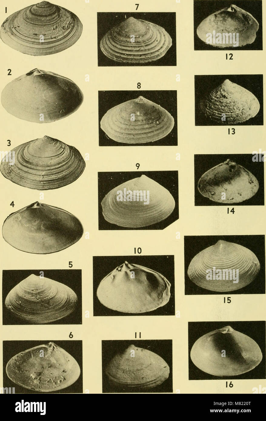 The 1964 edition of the 'Bulletins of American Paleontology' covers ...