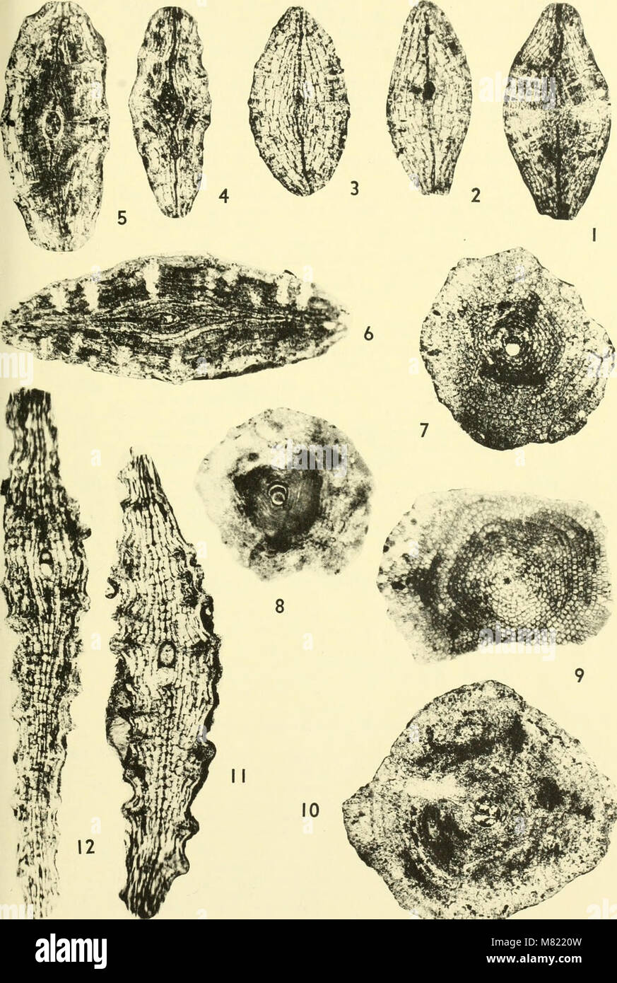 Bulletins of American paleontology (1964) (20510059371 Stock Photo - Alamy