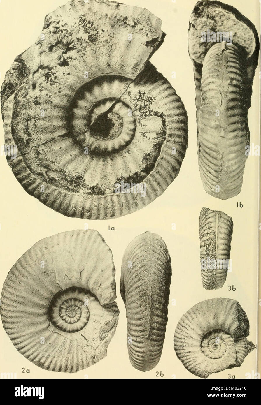 The 1964 Bulletins of American Paleontology continue to document ...