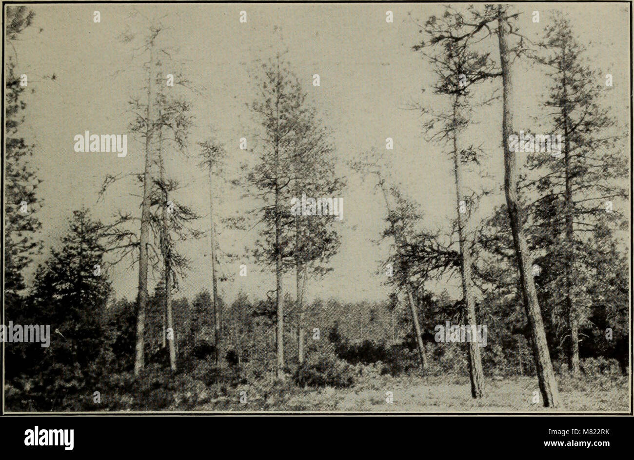 Bulletins on forest pathology - from Bulletin U.S.D.A., Washington, D.C ...