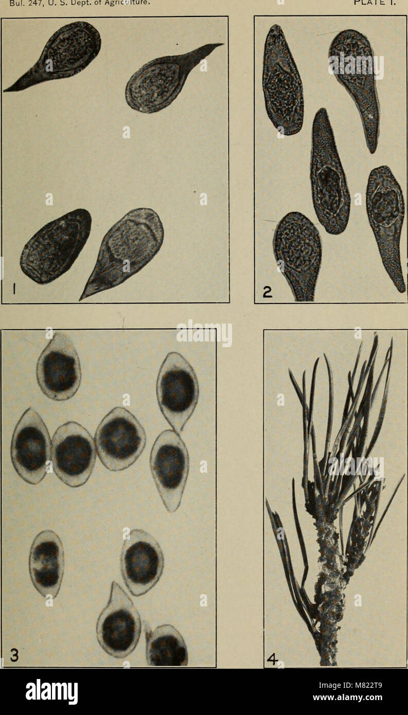 Bulletins on forest pathology - from Bulletin U.S.D.A., Washington, D.C ...